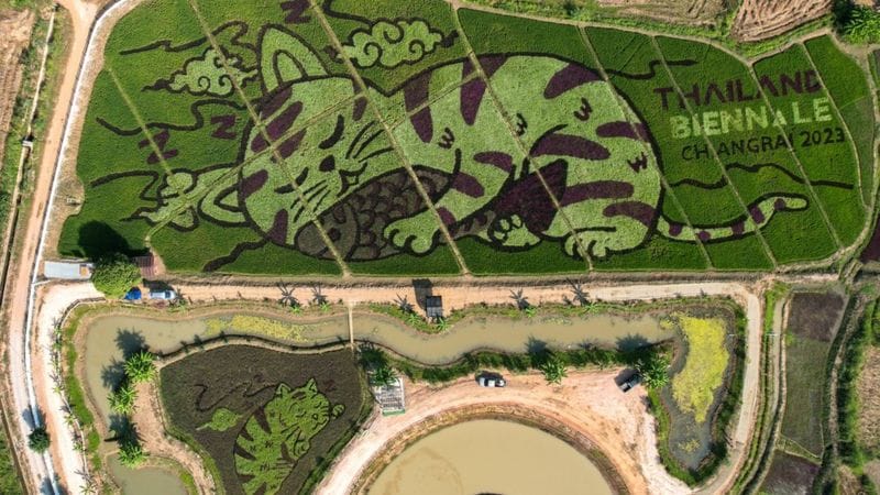 Aerial image of a rice field that has been planted with different types of rice to create a cat image.