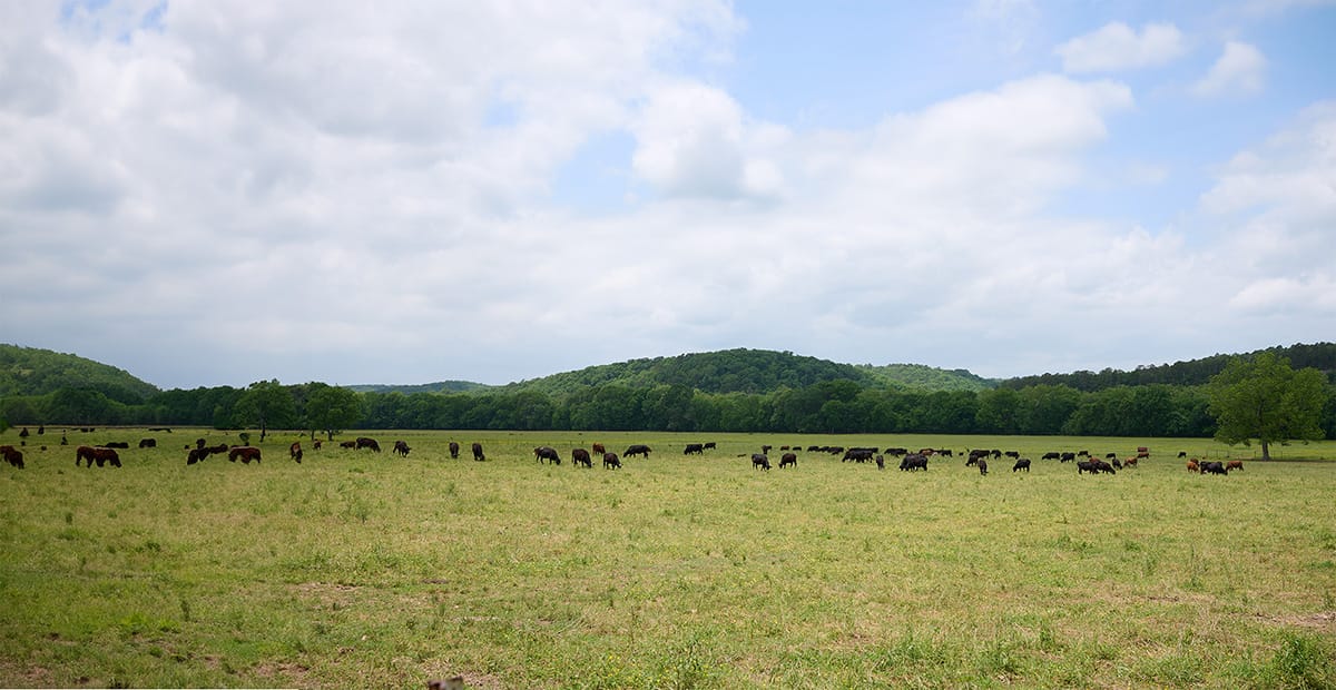 Image of a meadow with some cattle. The image has been expanded using Adobe AI and the cattle in the expanded section are deformed. Like, really deformed.